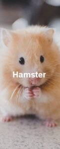 Ein hellbrauner Hamster der gerade am essen ist.