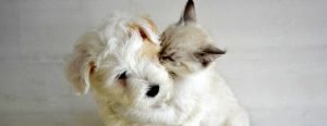 Ein weißer Hund und eine weiße Katze. Beide sind sehr jung. Die Katze gibt dem Hund sozusagen einen Kuss in seine linke Wange.
