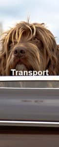 Wie man einen Hund transportiert ist sehr wichtig. Zu sehen ist ein langhaariger Hund dessen Haar im Fahrtwind weht.